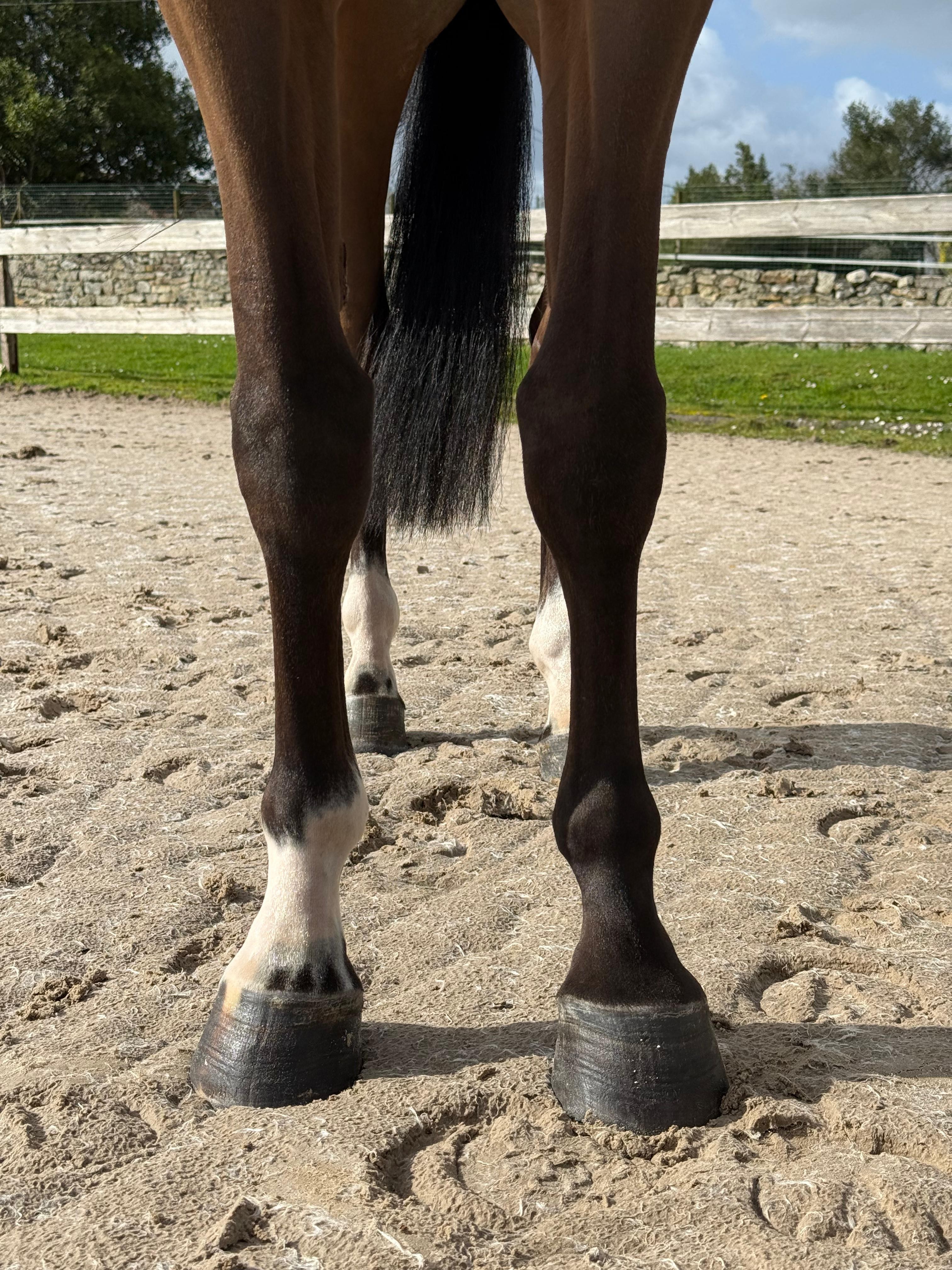 horse